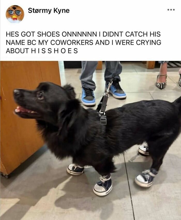 79 Dogs Being Total Goofballs and The Memes That Made Us LOL