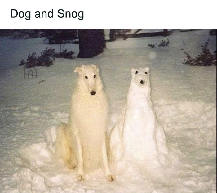79 Dogs Being Total Goofballs and The Memes That Made Us LOL