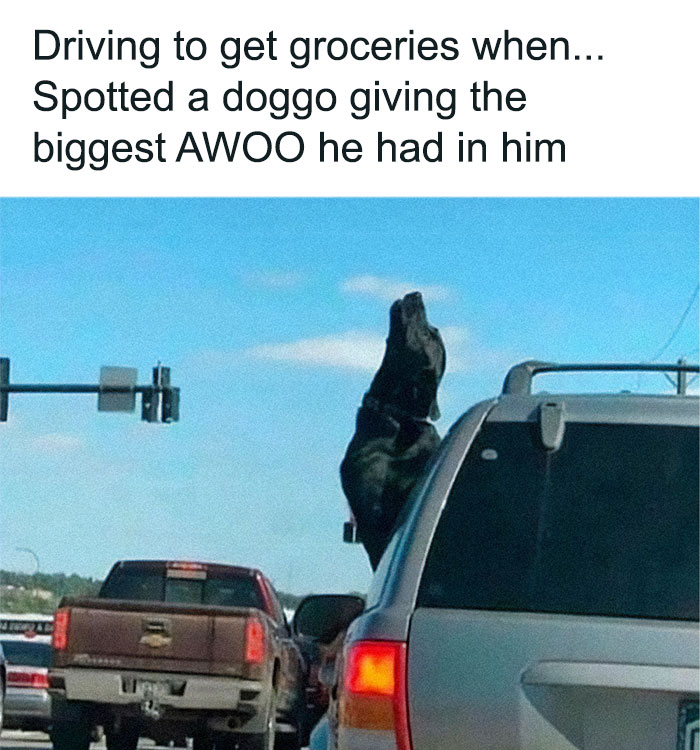 79 Dogs Being Total Goofballs and The Memes That Made Us LOL