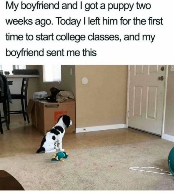 79 Dogs Being Total Goofballs and The Memes That Made Us LOL
