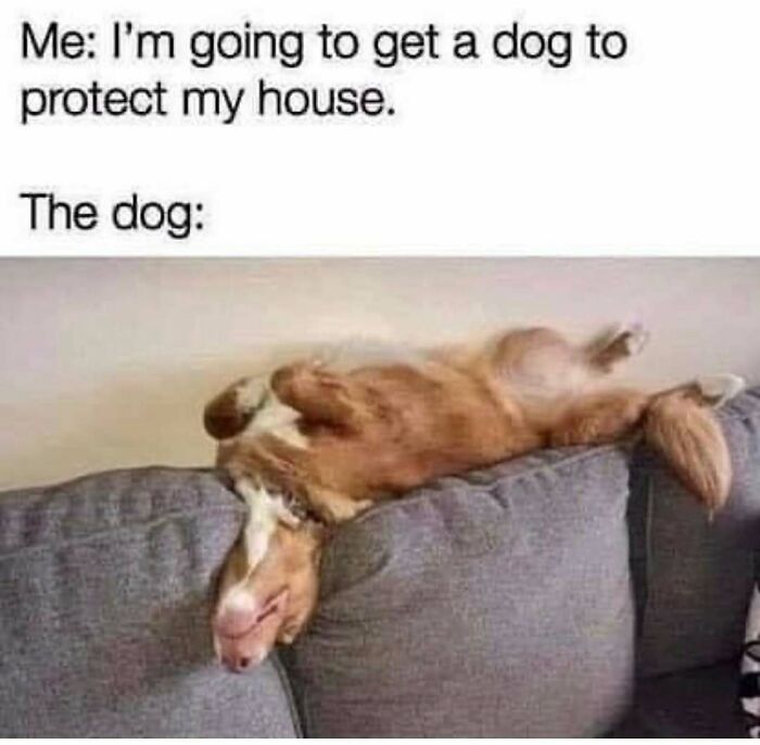 79 Dogs Being Total Goofballs and The Memes That Made Us LOL
