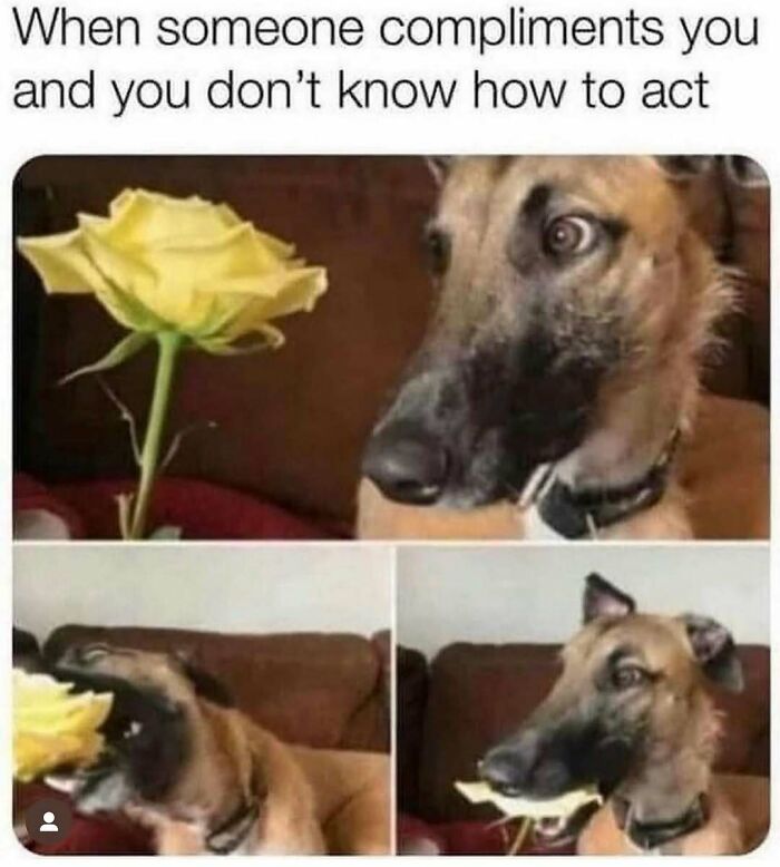 79 Dogs Being Total Goofballs and The Memes That Made Us LOL