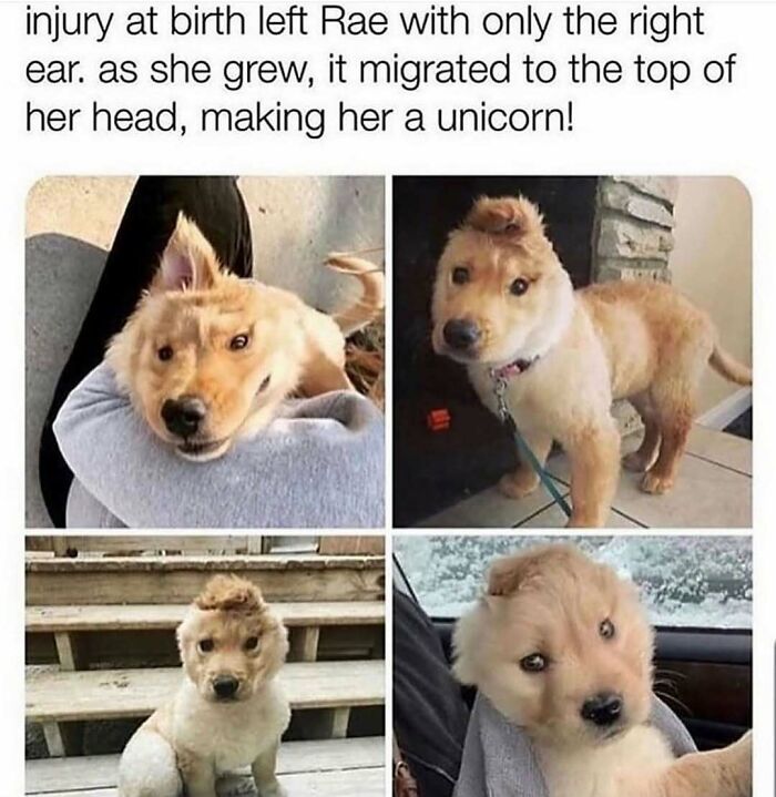 79 Dogs Being Total Goofballs and The Memes That Made Us LOL