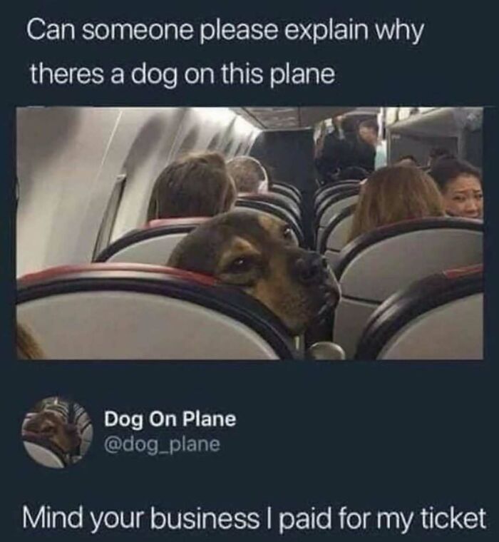 79 Dogs Being Total Goofballs and The Memes That Made Us LOL