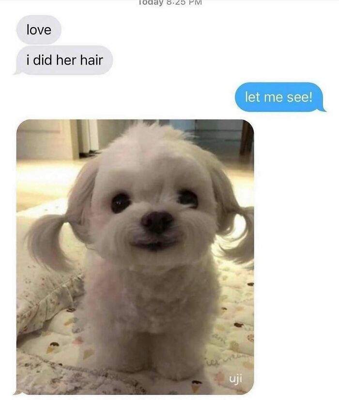 79 Dogs Being Total Goofballs and The Memes That Made Us LOL