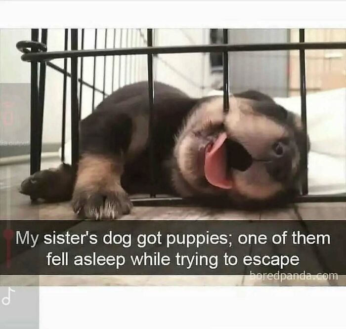 79 Dogs Being Total Goofballs and The Memes That Made Us LOL