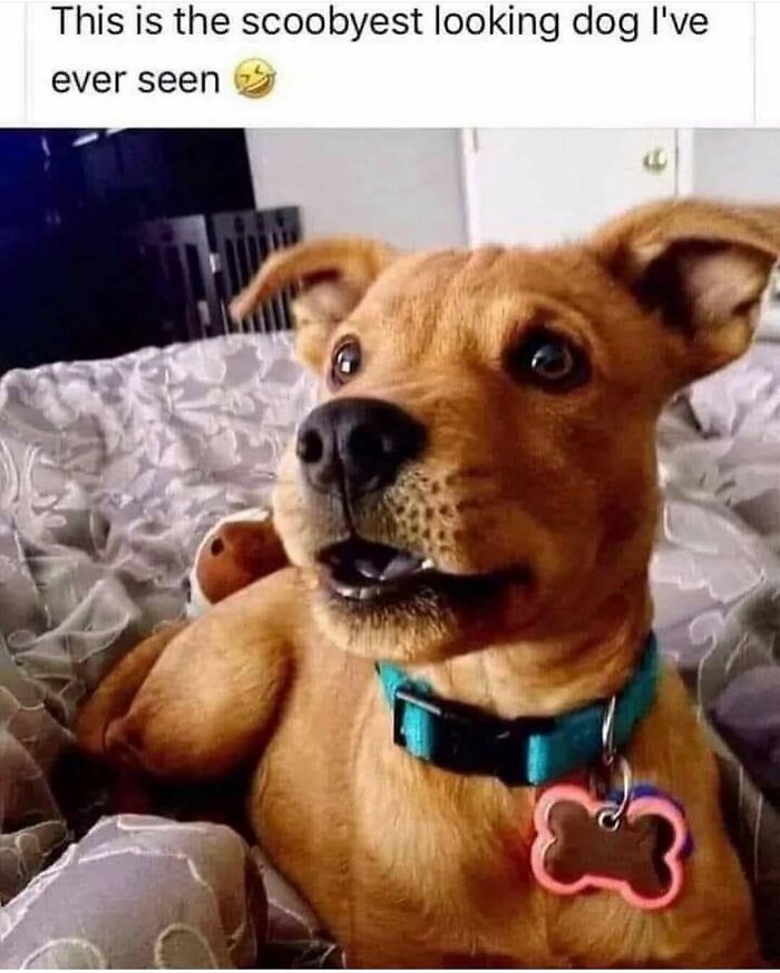 79 Dogs Being Total Goofballs and The Memes That Made Us LOL