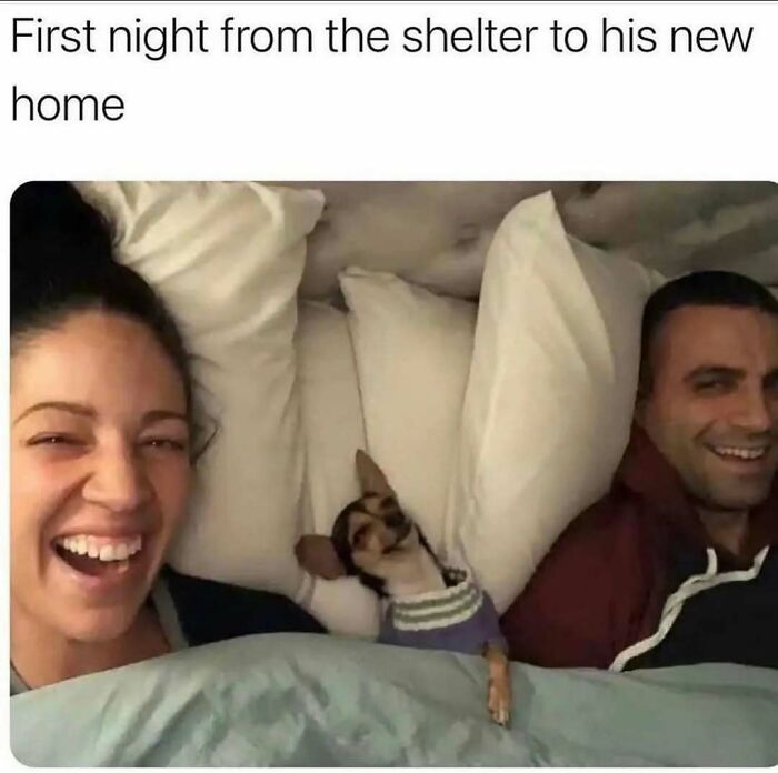 79 Dogs Being Total Goofballs and The Memes That Made Us LOL