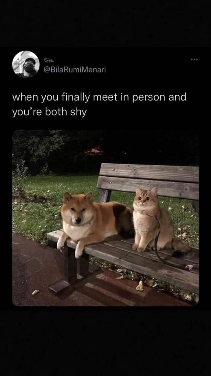 79 Dogs Being Total Goofballs and The Memes That Made Us LOL