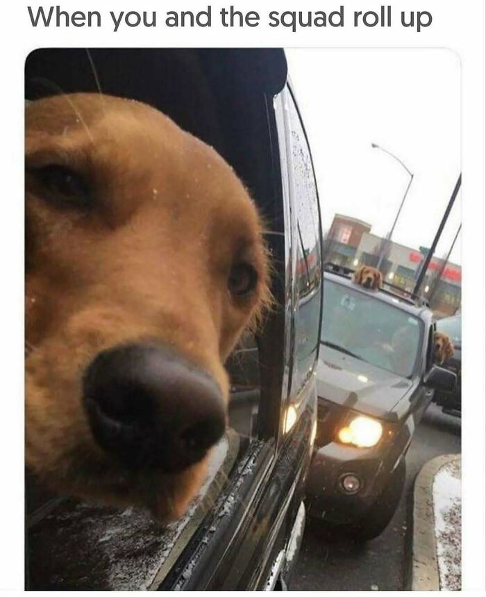 79 Dogs Being Total Goofballs and The Memes That Made Us LOL