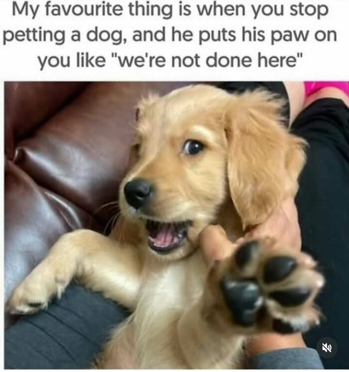 79 Dogs Being Total Goofballs and The Memes That Made Us LOL