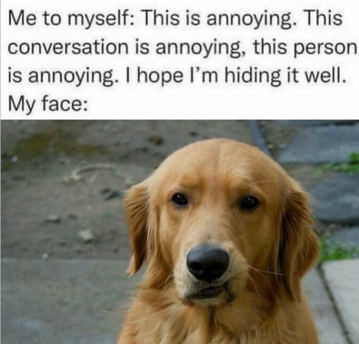 79 Dogs Being Total Goofballs and The Memes That Made Us LOL