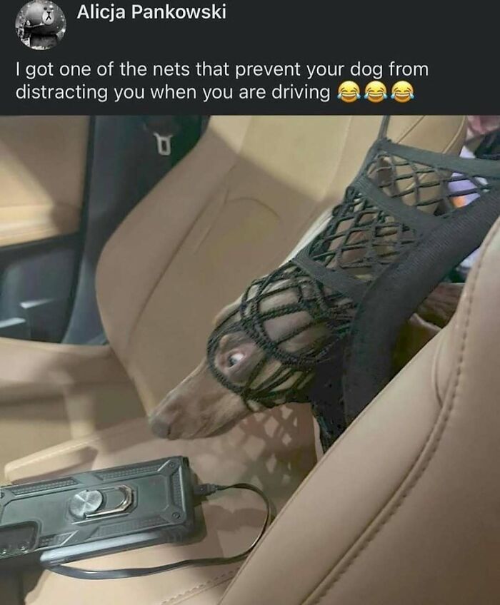 79 Dogs Being Total Goofballs and The Memes That Made Us LOL