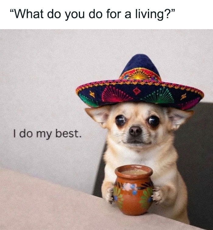 79 Dogs Being Total Goofballs and The Memes That Made Us LOL