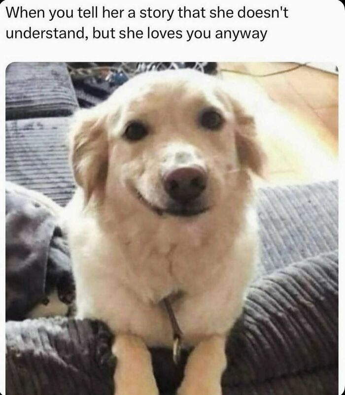 79 Dogs Being Total Goofballs and The Memes That Made Us LOL