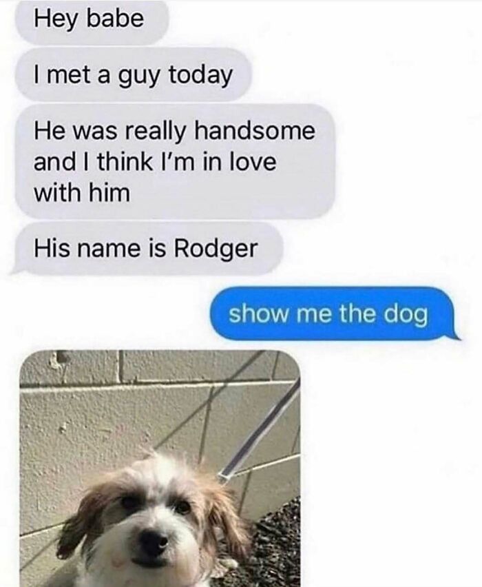 79 Dogs Being Total Goofballs and The Memes That Made Us LOL