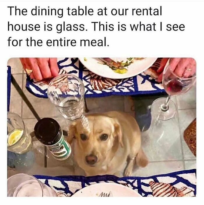 79 Dogs Being Total Goofballs and The Memes That Made Us LOL