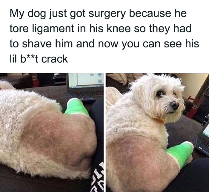 79 Dogs Being Total Goofballs and The Memes That Made Us LOL