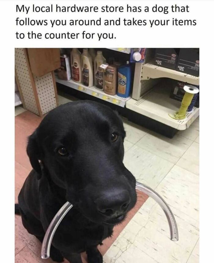 79 Dogs Being Total Goofballs and The Memes That Made Us LOL