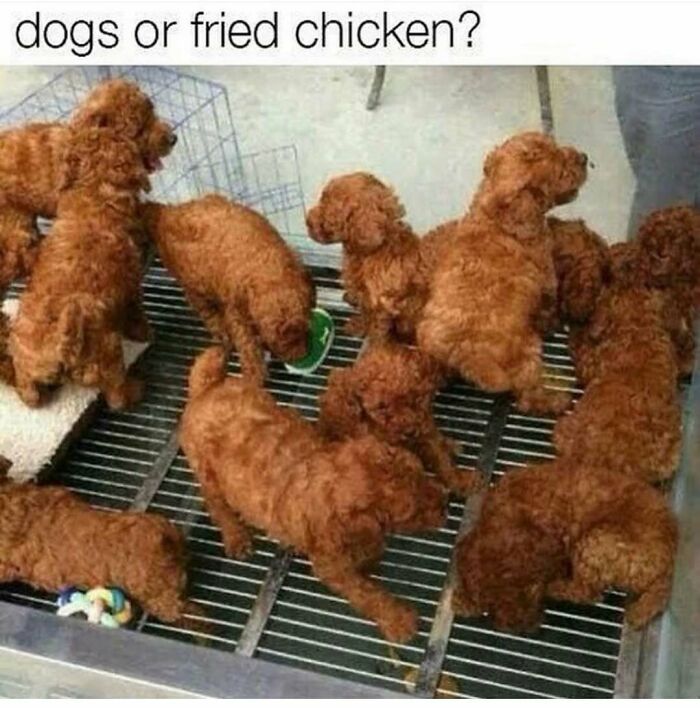 79 Dogs Being Total Goofballs and The Memes That Made Us LOL