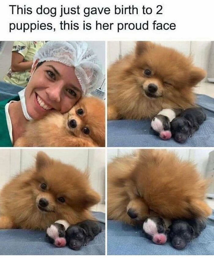79 Dogs Being Total Goofballs and The Memes That Made Us LOL
