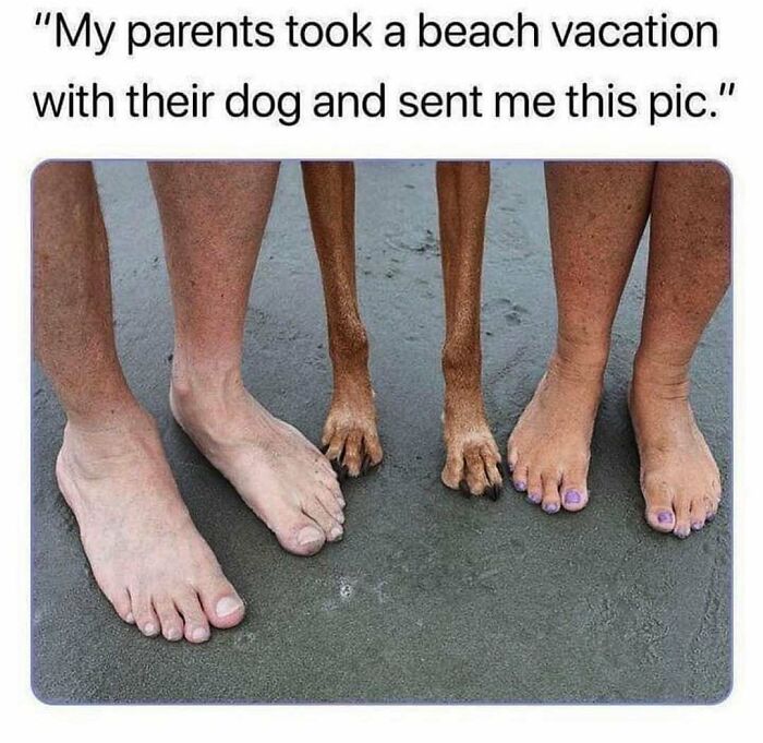 79 Dogs Being Total Goofballs and The Memes That Made Us LOL
