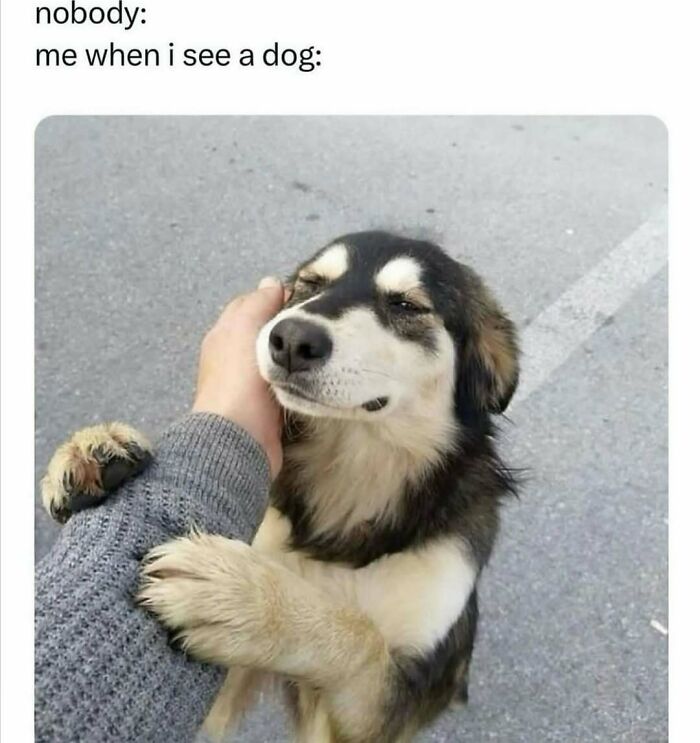 79 Dogs Being Total Goofballs and The Memes That Made Us LOL