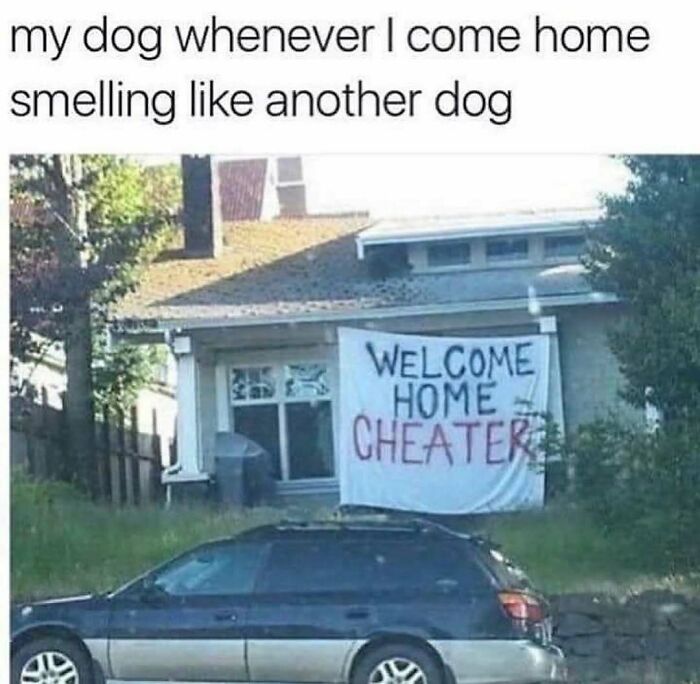 79 Dogs Being Total Goofballs and The Memes That Made Us LOL