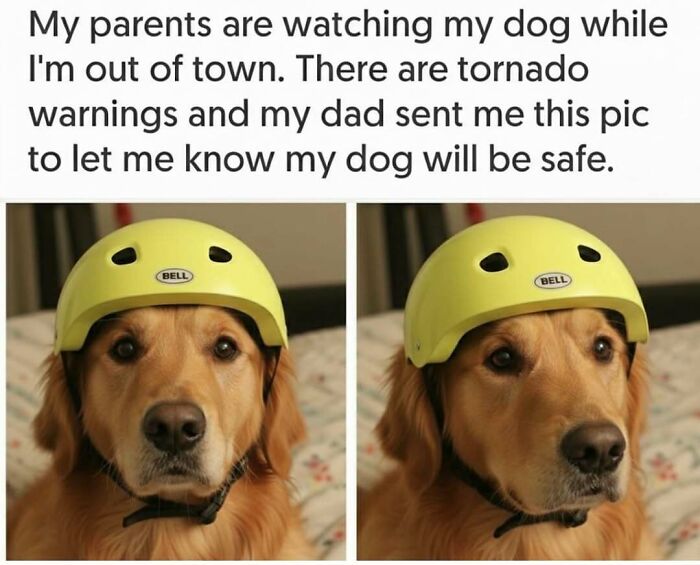 79 Dogs Being Total Goofballs and The Memes That Made Us LOL
