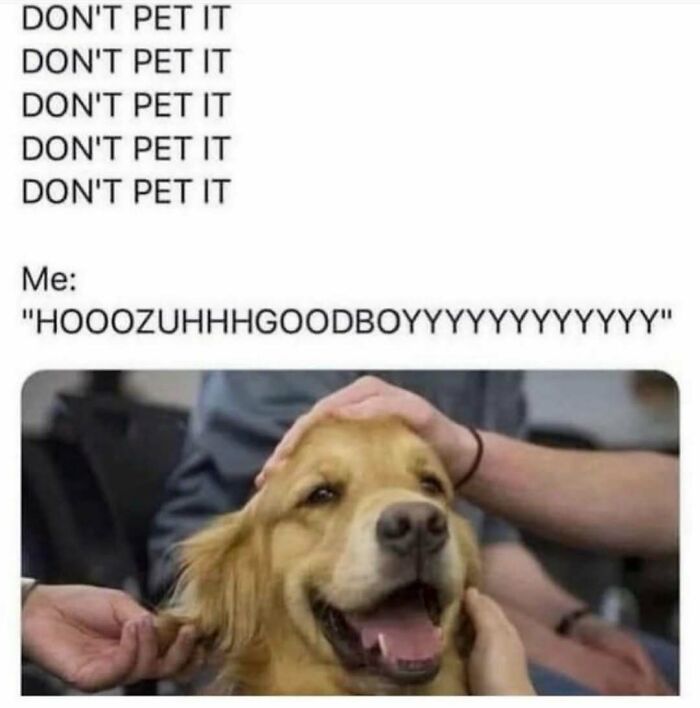 79 Dogs Being Total Goofballs and The Memes That Made Us LOL