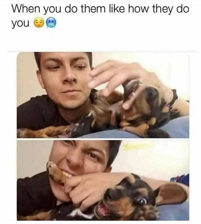 79 Dogs Being Total Goofballs and The Memes That Made Us LOL