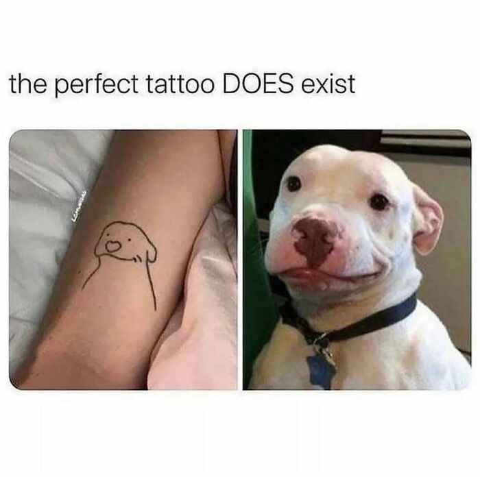 79 Dogs Being Total Goofballs and The Memes That Made Us LOL