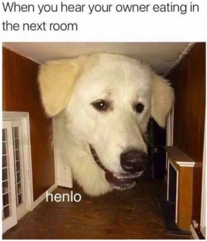 79 Dogs Being Total Goofballs and The Memes That Made Us LOL