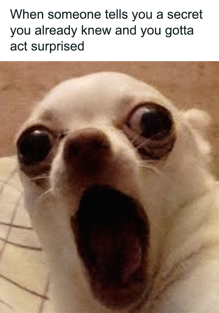 79 Dogs Being Total Goofballs and The Memes That Made Us LOL