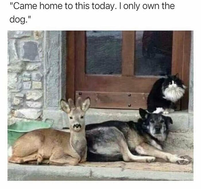 79 Dogs Being Total Goofballs and The Memes That Made Us LOL