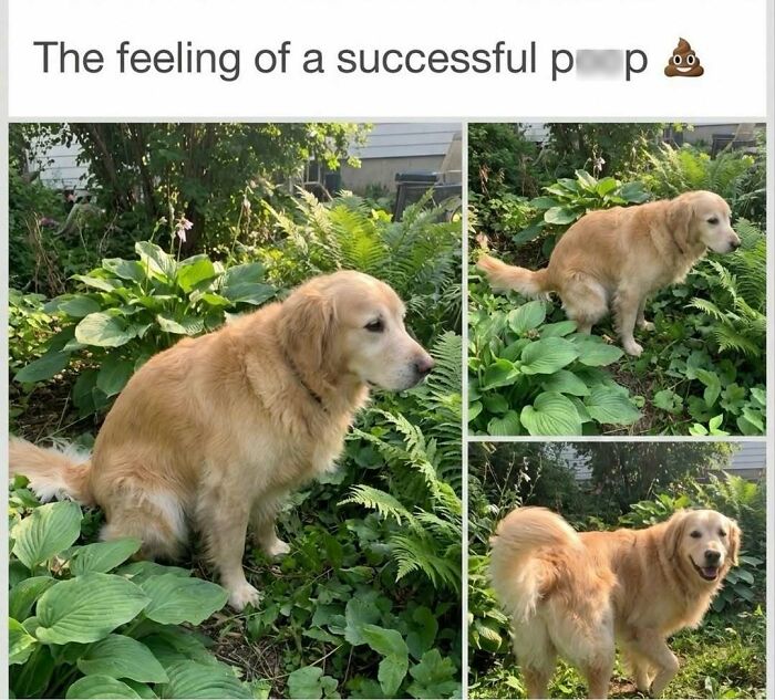 79 Dogs Being Total Goofballs and The Memes That Made Us LOL