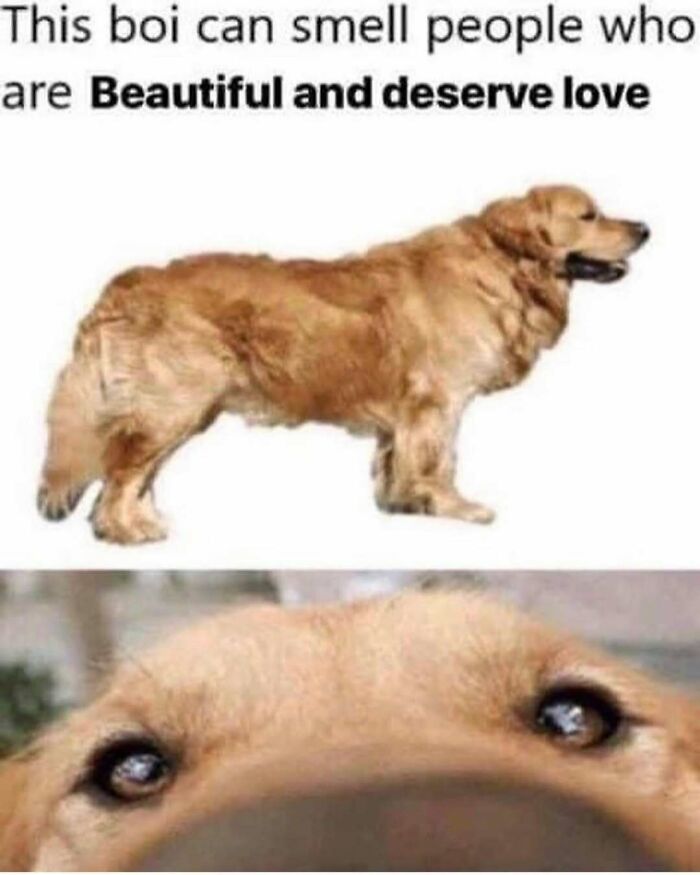 79 Dogs Being Total Goofballs and The Memes That Made Us LOL