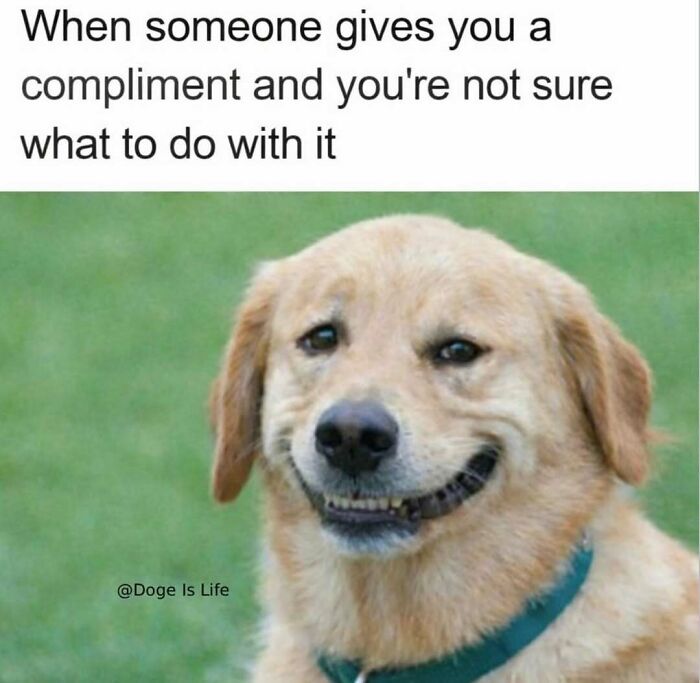 79 Dogs Being Total Goofballs and The Memes That Made Us LOL