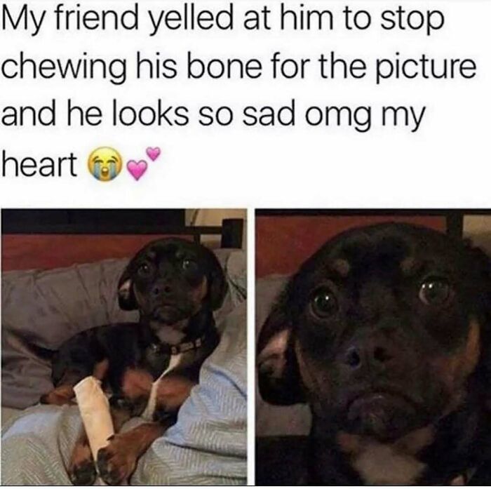 79 Dogs Being Total Goofballs and The Memes That Made Us LOL