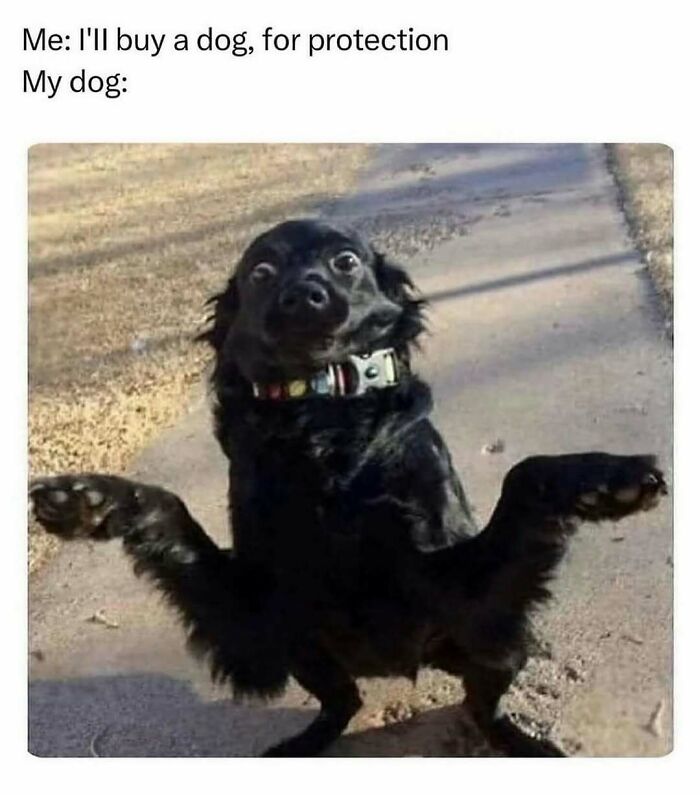 79 Dogs Being Total Goofballs and The Memes That Made Us LOL