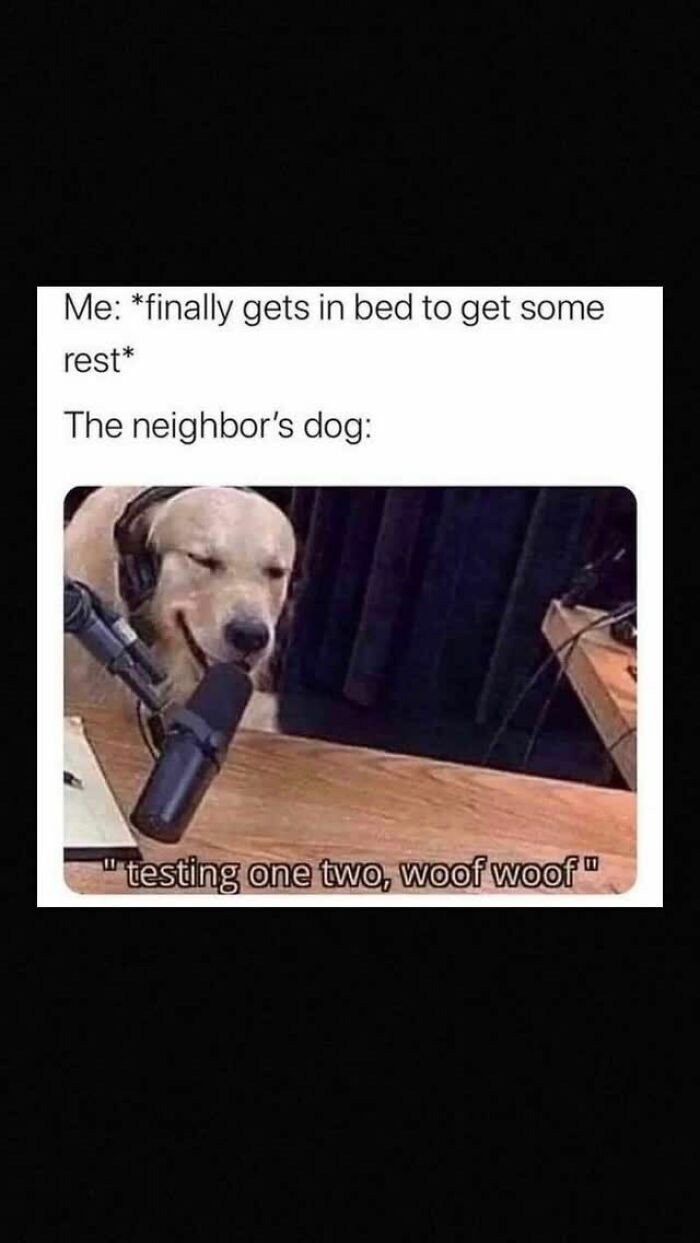 79 Dogs Being Total Goofballs and The Memes That Made Us LOL