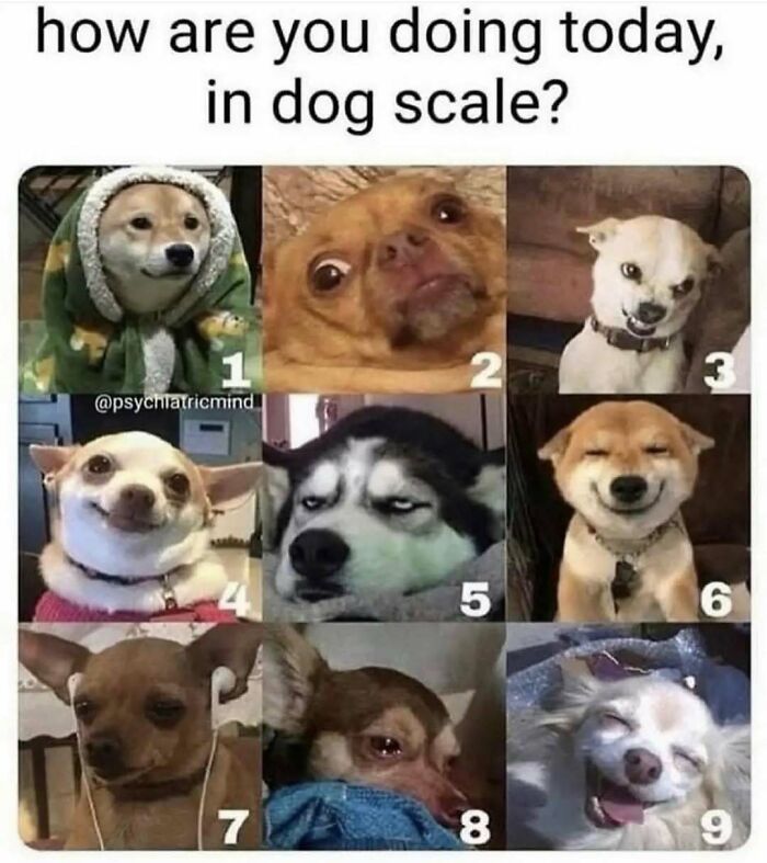 79 Dogs Being Total Goofballs and The Memes That Made Us LOL