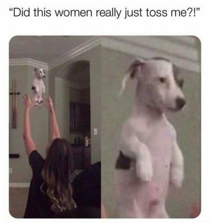 79 Dogs Being Total Goofballs and The Memes That Made Us LOL