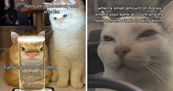 These Cat Memes Will Totally Crack You Up (No Cap)