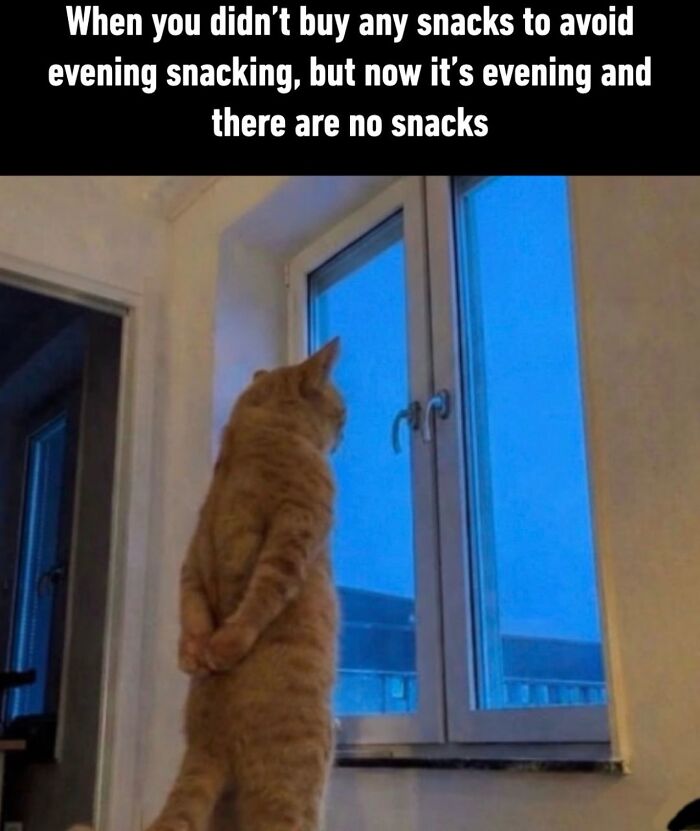 These Cat Memes Will Totally Crack You Up (No Cap)