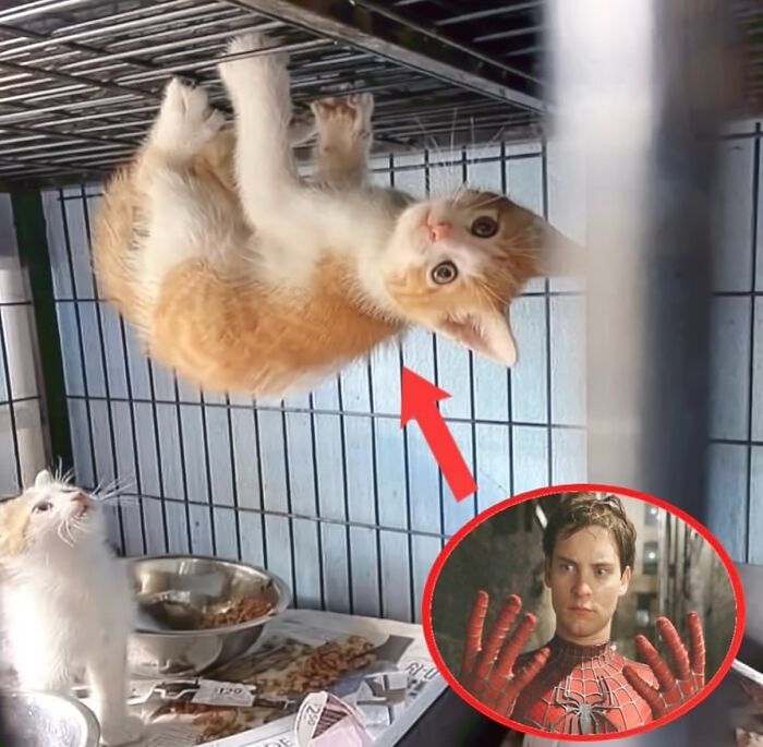 These Cat Memes Will Totally Crack You Up (No Cap)