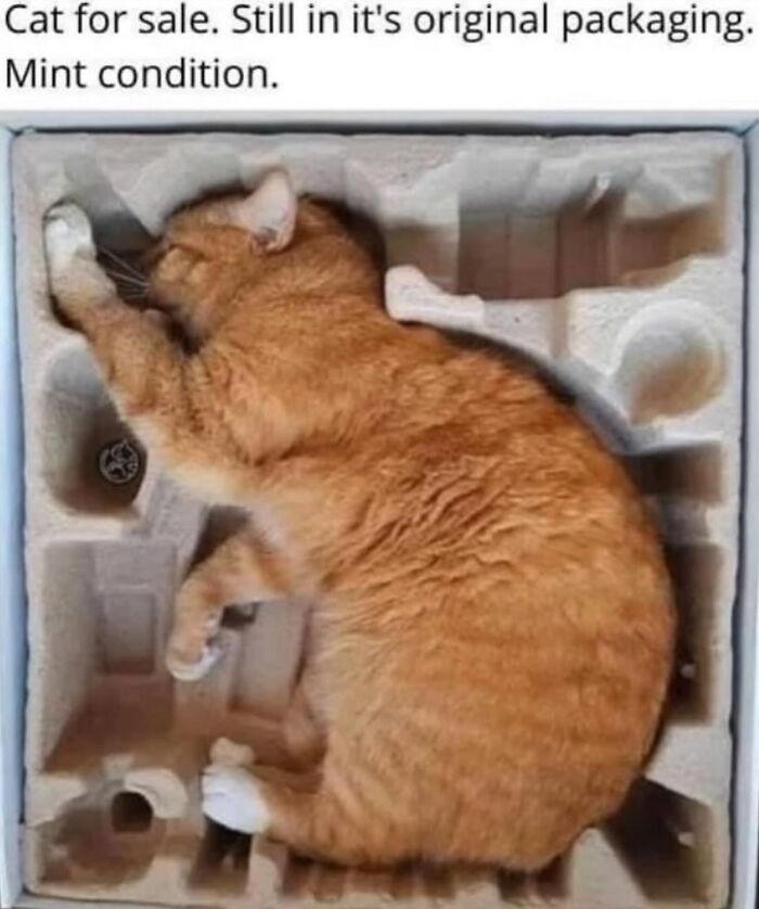 These Cat Memes Will Totally Crack You Up (No Cap)