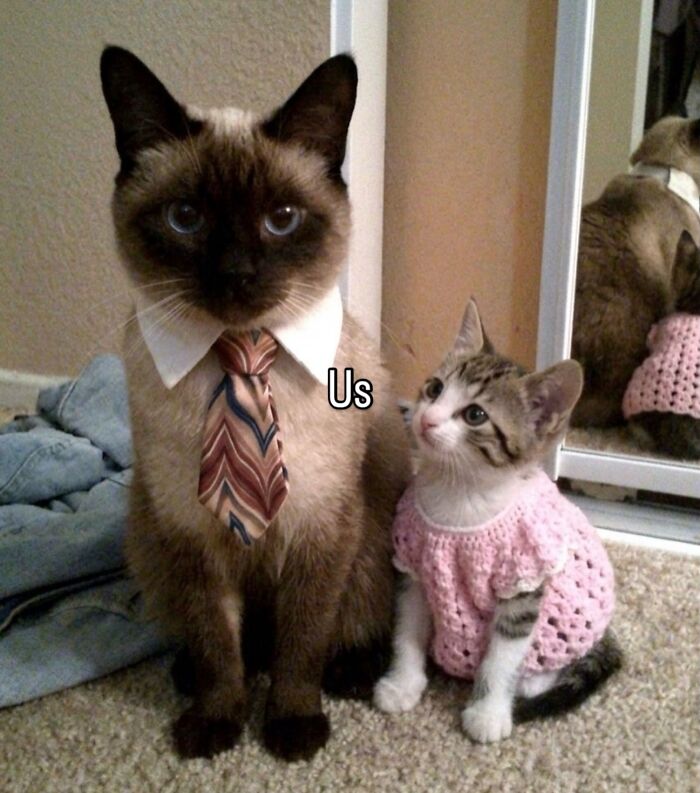 These Cat Memes Will Totally Crack You Up (No Cap)