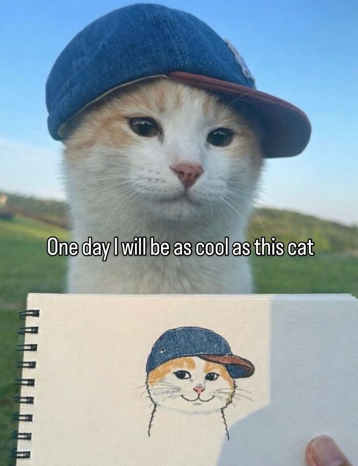 These Cat Memes Will Totally Crack You Up (No Cap)