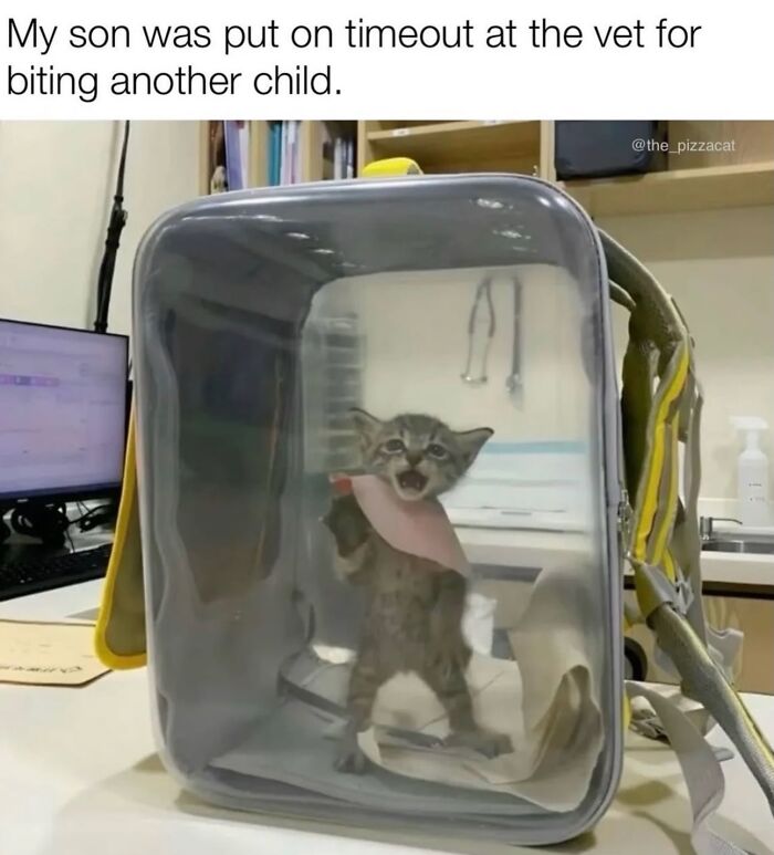 These Cat Memes Will Totally Crack You Up (No Cap)